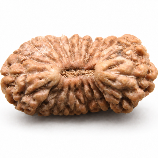 21 Mukhi Rudraksha – Indonesia (Java)