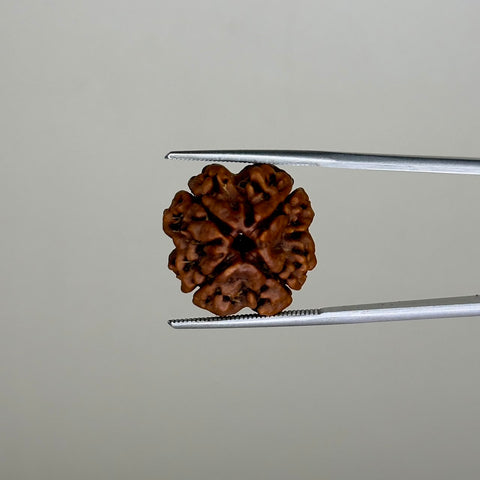 Natural 4 Mukhi Rudraksha – 11.90 Carat, Nepal – RDQ0041866 | Gemkrishna