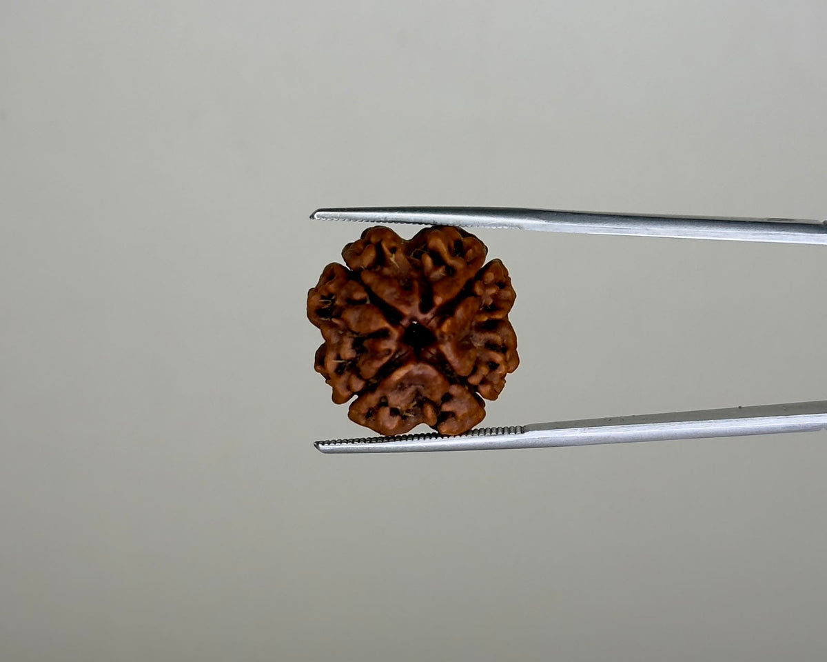 Natural 4 Mukhi Rudraksha – 11.90 Carat, Nepal – RDQ0041866 | Gemkrishna
