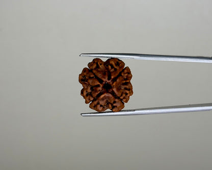 Natural 4 Mukhi Rudraksha – 11.90 Carat, Nepal – RDQ0041866 | Gemkrishna product video 1