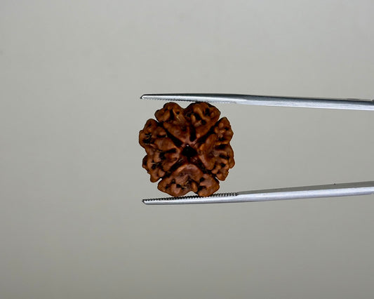 Natural 4 Mukhi Rudraksha – 11.90 Carat, Nepal – RDQ0041866 | Gemkrishna