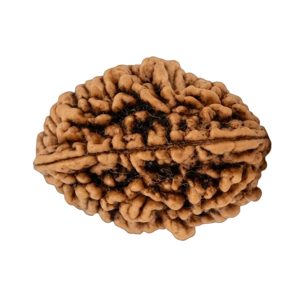 2 Mukhi Rameshwaram Rudraksha