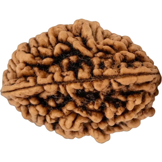 2 Mukhi Rameshwaram Rudraksha