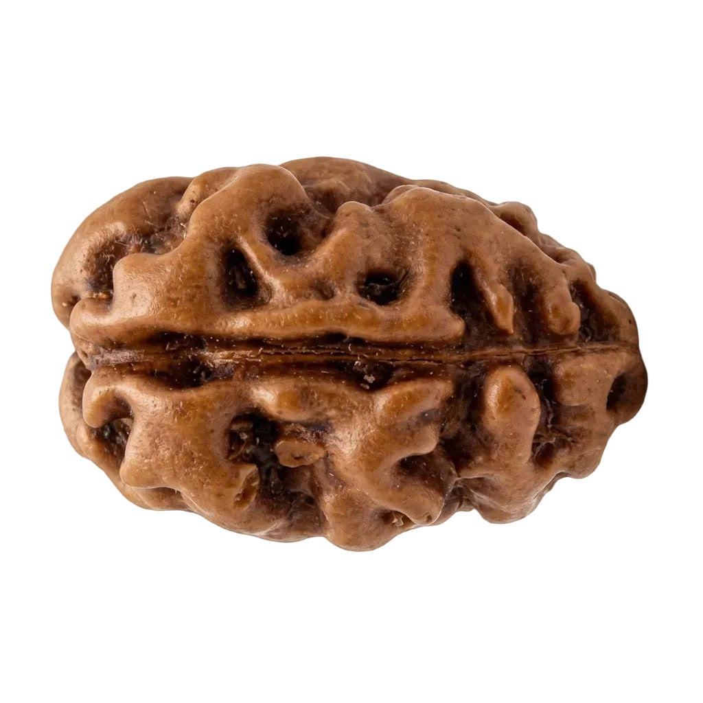 2 Mukhi Rudraksha – Indonesia (Java)