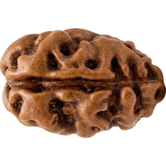 2 Mukhi Rudraksha – Indonesia (Java)