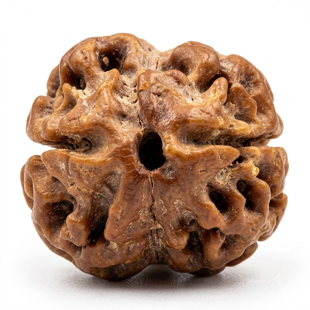 2 Mukhi Rudraksha – Nepal