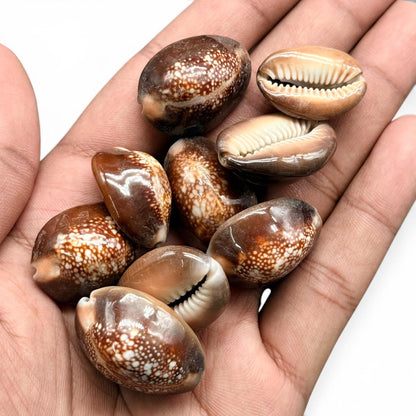 Kodi Shell (Cowrie Shell) for Spiritual and Décor Use