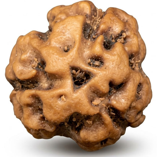 3 Mukhi Rudraksha (Premium Big Size) – Indonesia (Java)