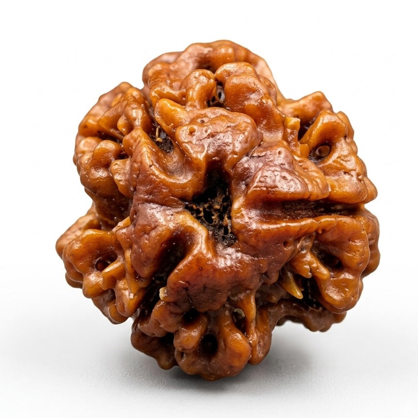 3 Mukhi Rudraksha (Premium Big Size) – Nepal