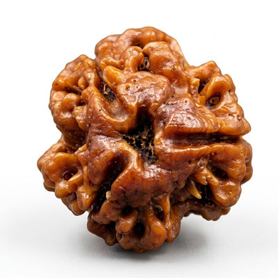 3 Mukhi Rudraksha (Premium Big Size), origin Nepal