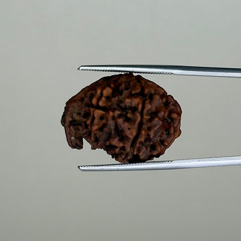 8 Mukhi Ganesh Natural  Rudraksha – 11.19 Carat, Nepal – RDGJ622441 | Gemkrishna