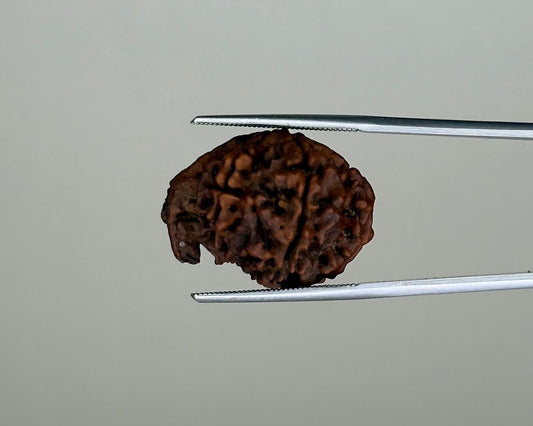 8 Mukhi Ganesh Natural  Rudraksha – 11.19 Carat, Nepal – RDGJ622441 | Gemkrishna