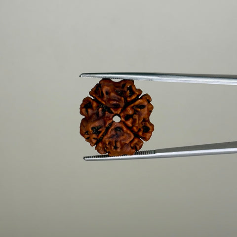 Natural 4 Mukhi Rudraksha – Nepal Origin | Report No. RDQ0041861 | Gemkrishna