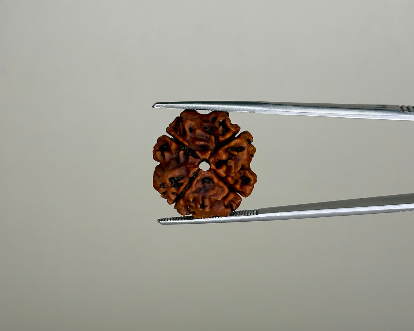 Natural 4 Mukhi Rudraksha – Nepal Origin | Report No. RDQ0041861 | Gemkrishna
