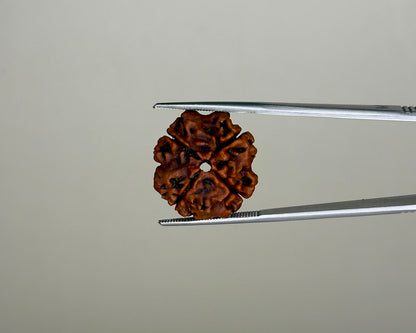 Natural 4 Mukhi Rudraksha – Nepal Origin | Report No. RDQ0041861 | Gemkrishna product video 1