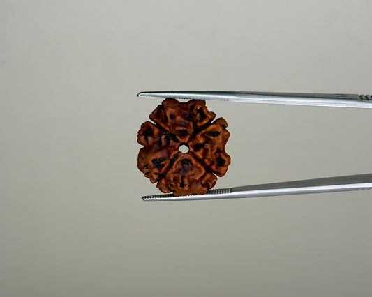 Natural 4 Mukhi Rudraksha – Nepal Origin | Report No. RDQ0041861 | Gemkrishna