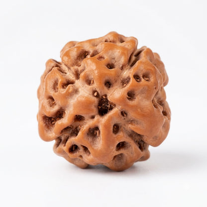 4 Mukhi Rudraksha (Premium Big Size) – Indonesia (Java)