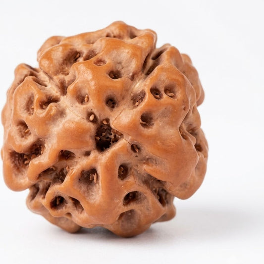 4 Mukhi Rudraksha (Premium Big Size) – Indonesia (Java)