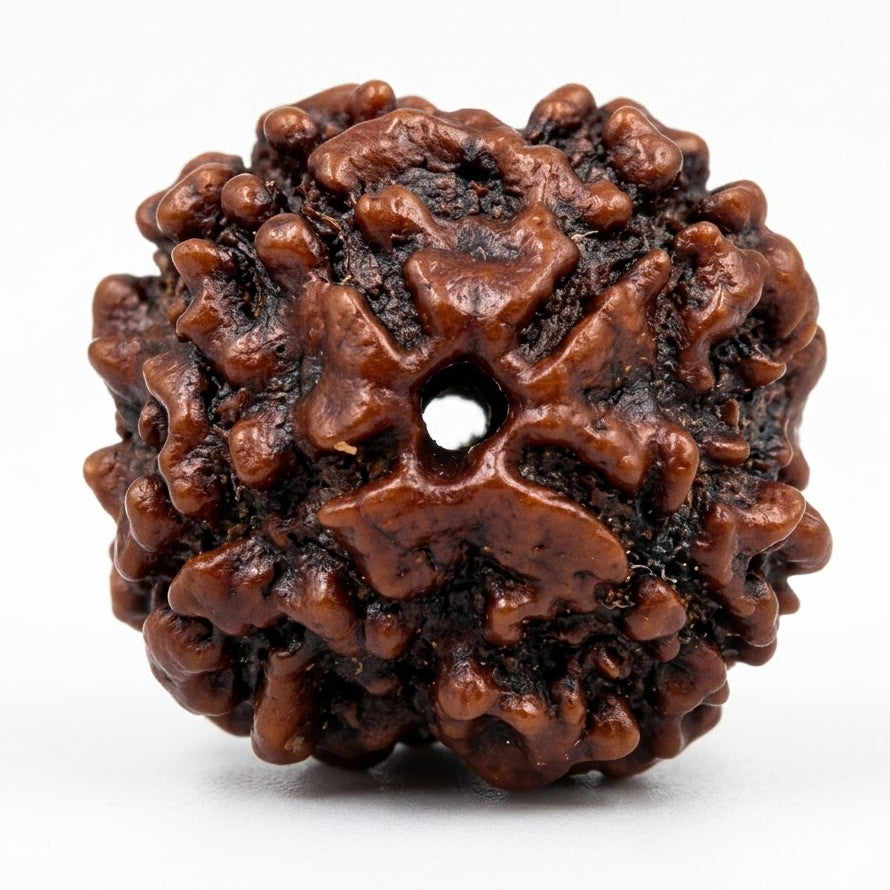4 Mukhi Rudraksha (Premium Big Size) – Nepal