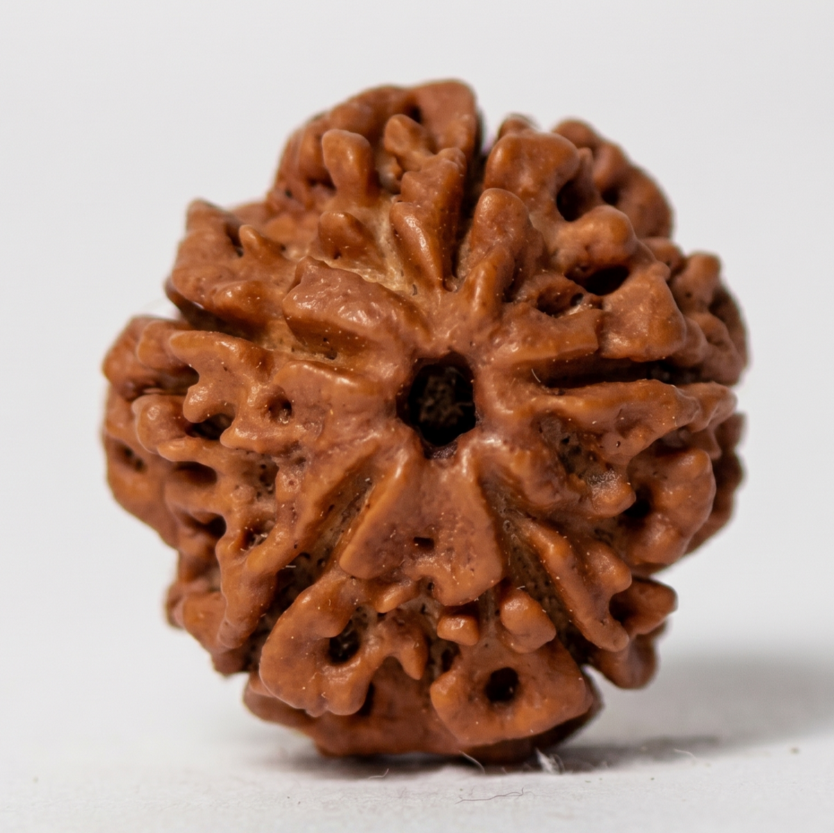 5 Mukhi Pathri Rudraksha seed with carved five-lobed face close-up