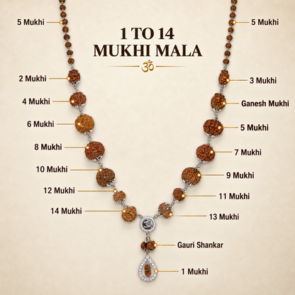 1–14 Mukhi Indonesian Rudraksha Kantha with Gauri Shankar – 25–30 g | GemKrishna