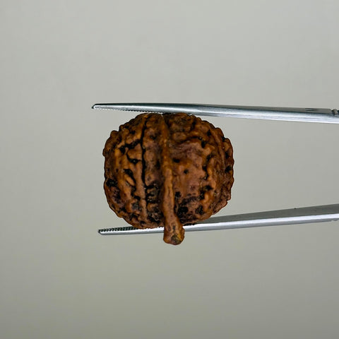 Natural 4 Mukhi Ganesh Rudraksha – 21.77 Carat, Nepal – RDGJ622432 | Gemkrishna