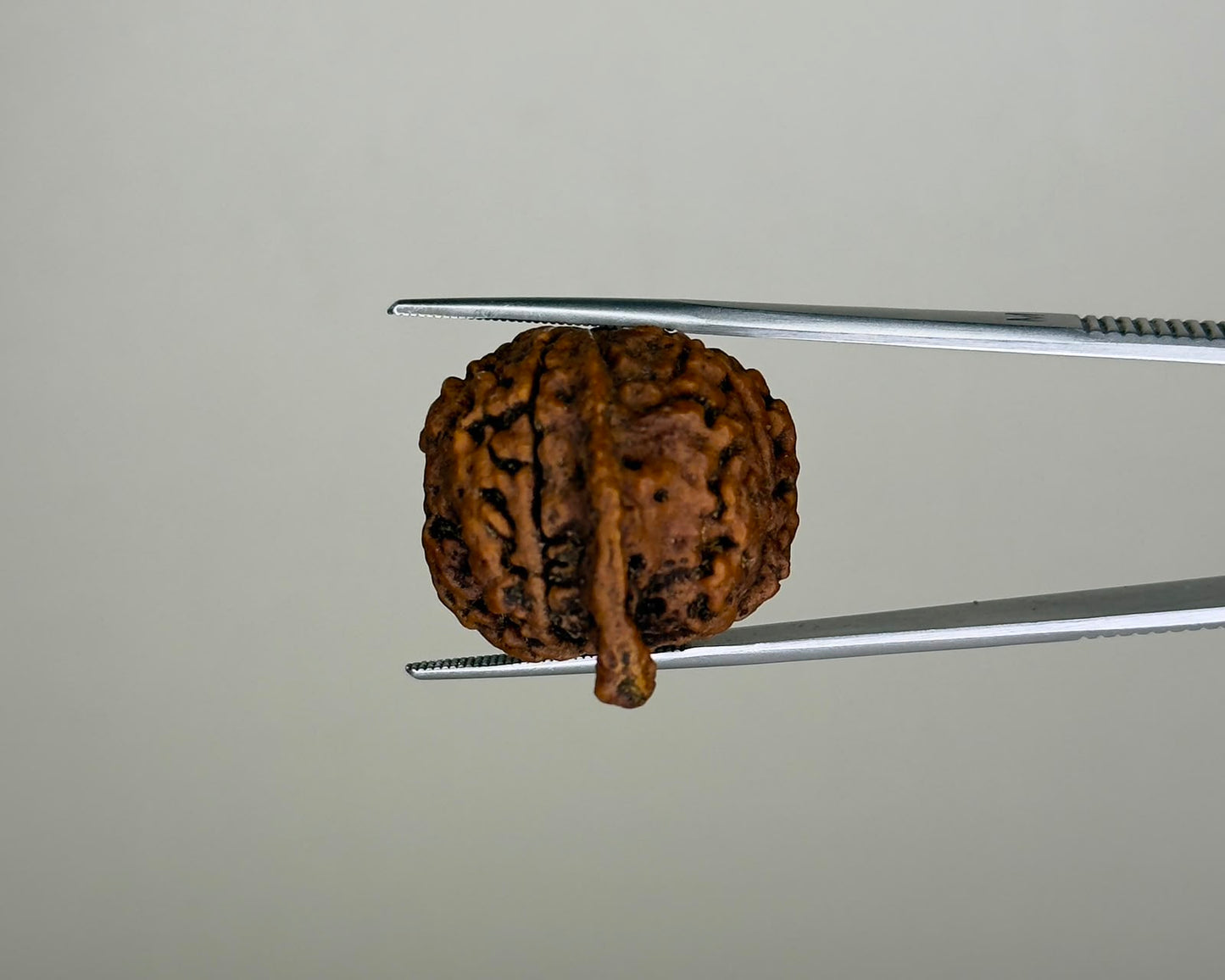 Natural 4 Mukhi Ganesh Rudraksha – 21.77 Carat, Nepal – RDGJ622432 | Gemkrishna