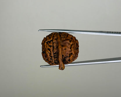 Natural 4 Mukhi Ganesh Rudraksha – 21.77 Carat, Nepal – RDGJ622432 | Gemkrishna product video 1