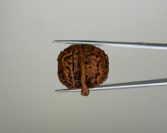Natural 4 Mukhi Ganesh Rudraksha – 21.77 Carat, Nepal – RDGJ622432 | Gemkrishna