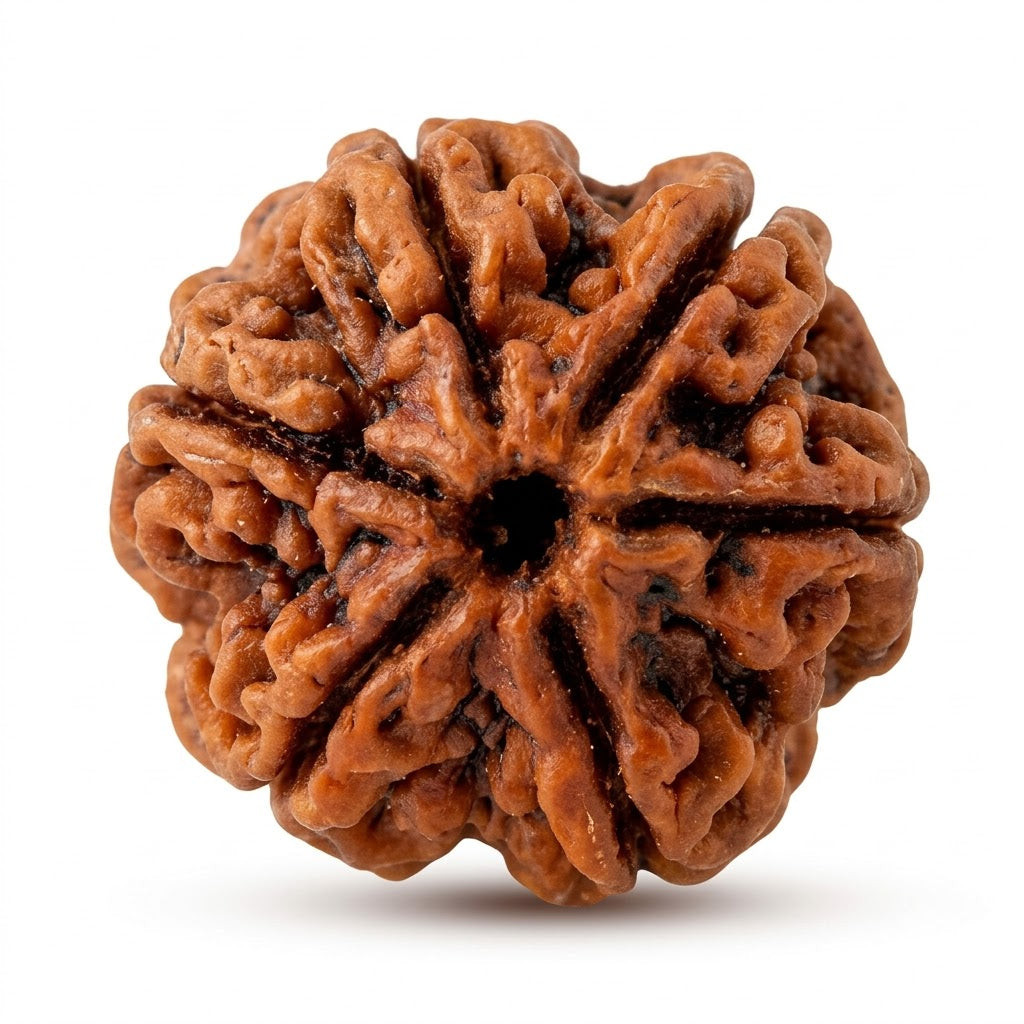 6 Mukhi Rudraksha, Indonesia (Java)