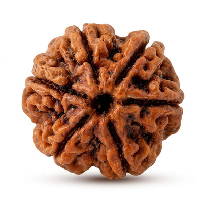 6 Mukhi Rudraksha (Premium Big Size), origin Indonesia (Java)