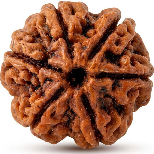 6 Mukhi Rudraksha, Indonesia (Java)