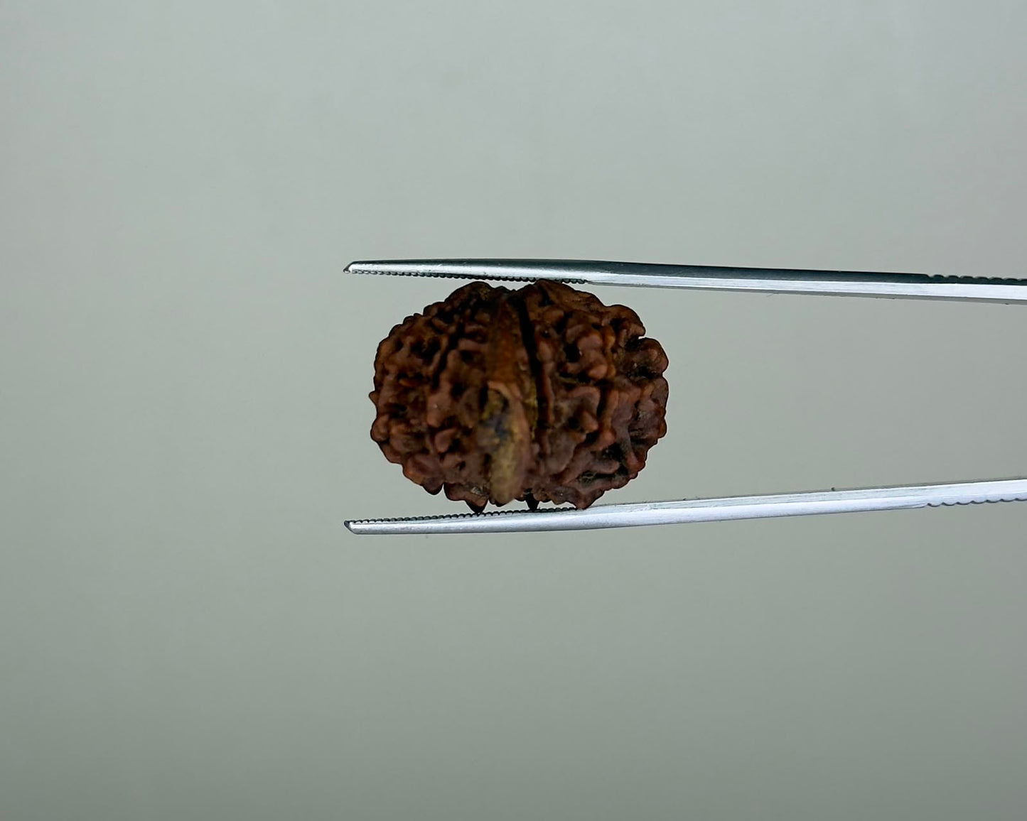 8 Mukhi Ganesh Natural  Rudraksha – 11.19 Carat, Nepal – RDGJ622441 | Gemkrishna