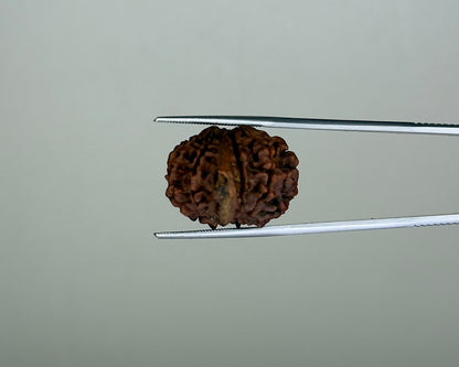 8 Mukhi Ganesh Natural  Rudraksha – 11.19 Carat, Nepal – RDGJ622441 | Gemkrishna