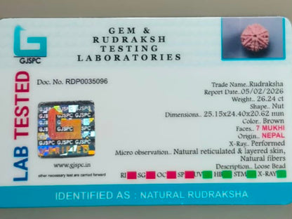 Natural 7 Mukhi Rudraksha – 26.24 Carat, Nepal – RDP0035096 | Gemkrishna