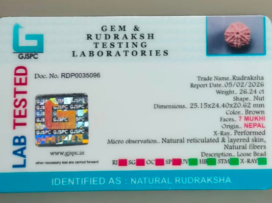 Natural 7 Mukhi Rudraksha – 26.24 Carat, Nepal – RDP0035096 | Gemkrishna