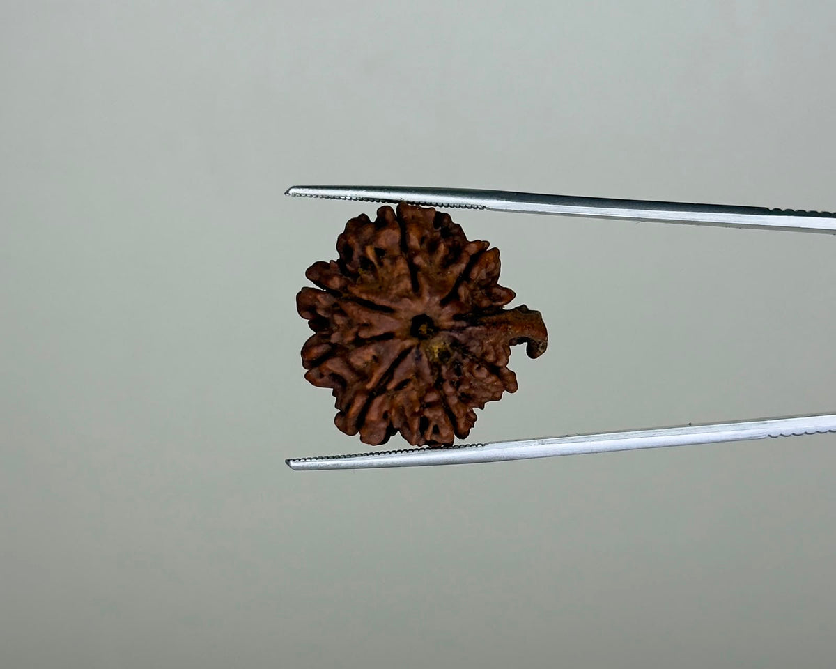 8 Mukhi Ganesh Natural  Rudraksha – 11.19 Carat, Nepal – RDGJ622441 | Gemkrishna