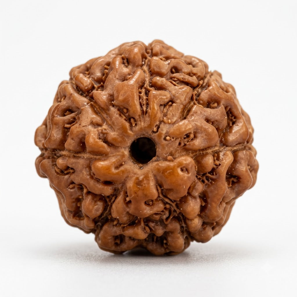 7 Mukhi Rudraksha (Premium Big Size) – Indonesia (Java)