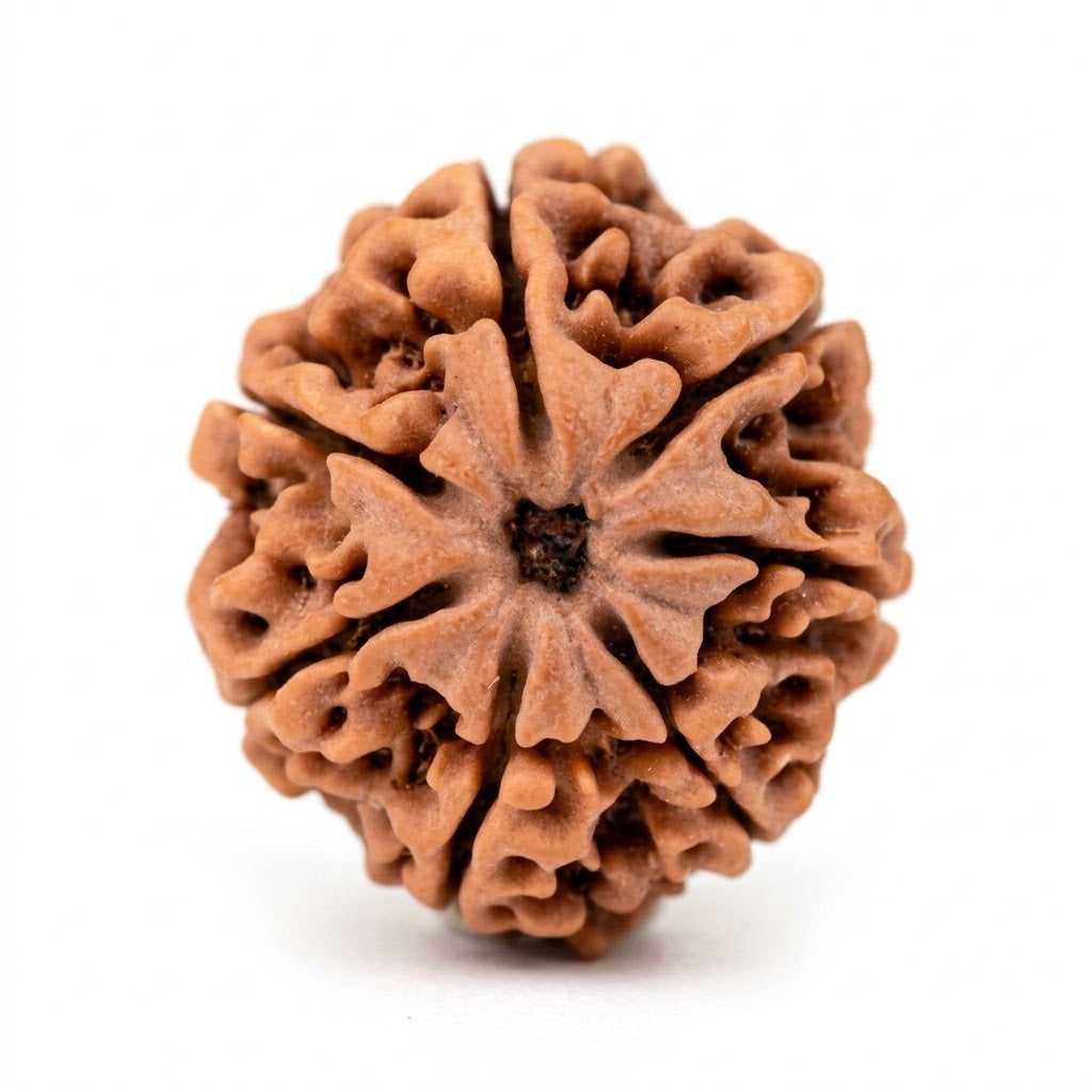 7 Mukhi Rudraksha (Premium Big Size) – Nepal