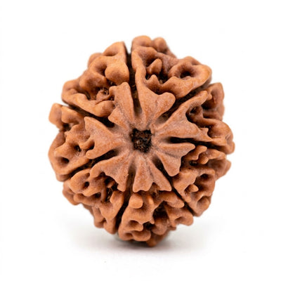 7 Mukhi Rudraksha (Premium Big Size), origin Nepal