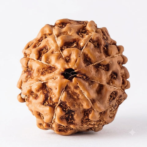 8 Mukhi Rudraksha — Indonesia