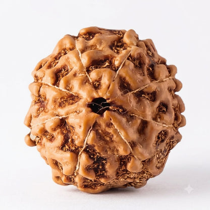 8 Mukhi Rudraksha – Indonesia (Java)