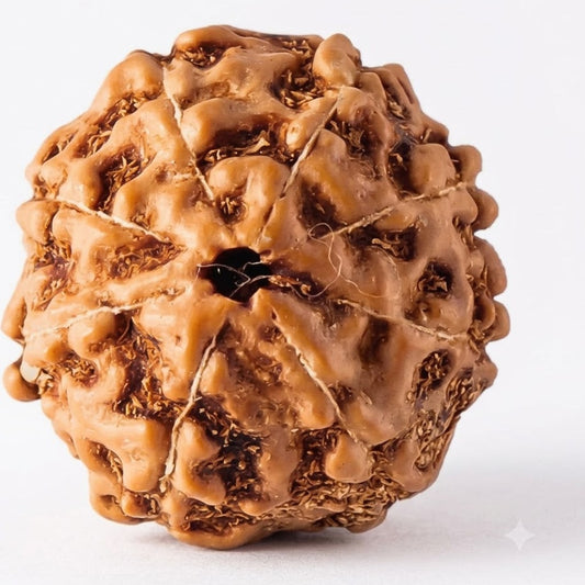 8 Mukhi Rudraksha – Indonesia (Java)