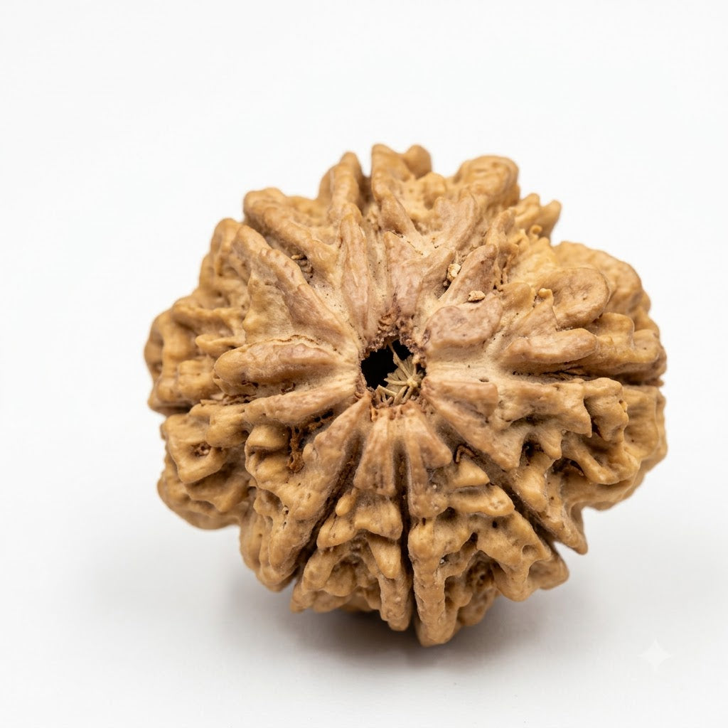 8 Mukhi Rudraksha – Nepal