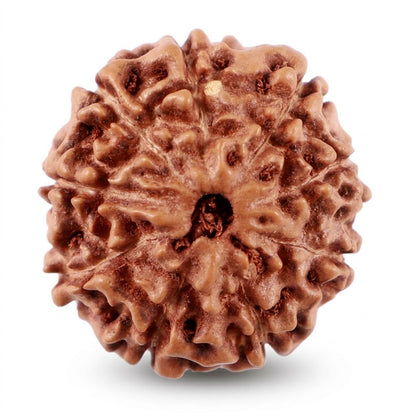 9 Mukhi Rudraksha – Indonesia (Java)