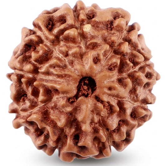 9 Mukhi Rudraksha – Indonesia (Java)