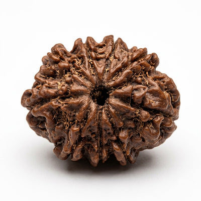 9 Mukhi Rudraksha, origin Nepal