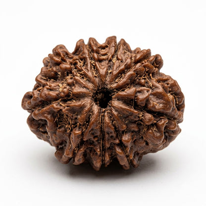 9 Mukhi Rudraksha – Nepal