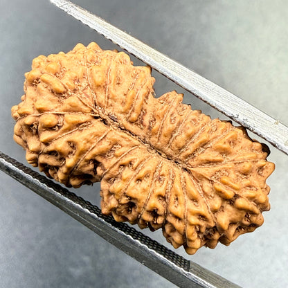 19 Mukhi Rudraksha (22.20 mm)