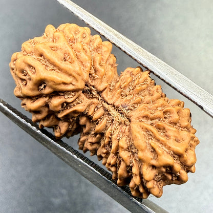 19 Mukhi Rudraksha (22.20 mm)